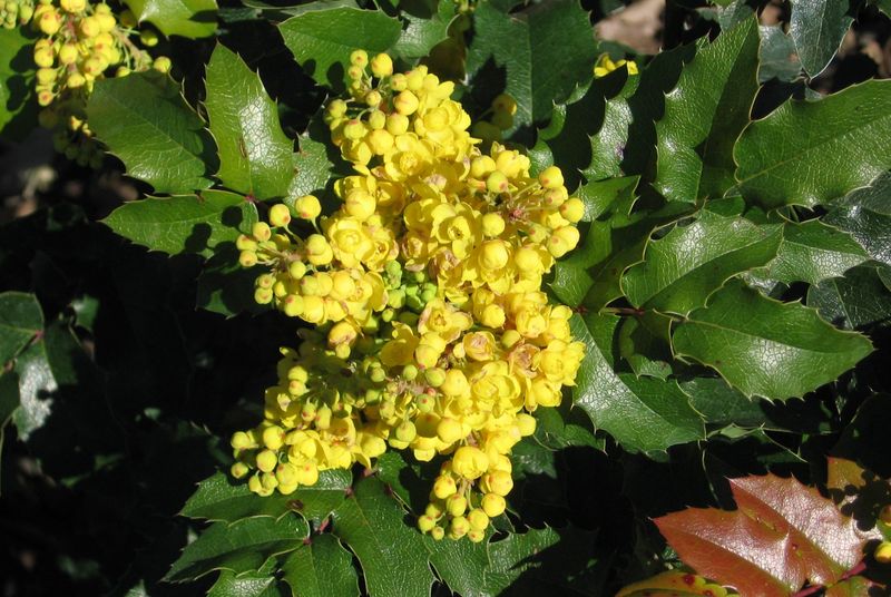 Oregon Grape (Mahonia aquifolium)