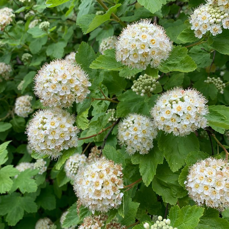 Pacific Ninebark (Physocarpus capitatus)