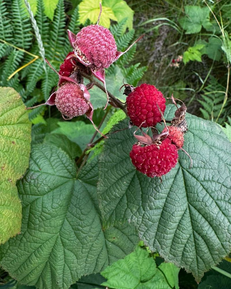 Thimbleberries