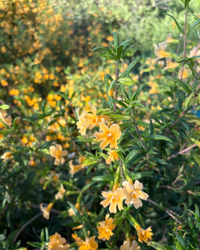 Sticky Monkey Flower (Diplacus aurantiacus)