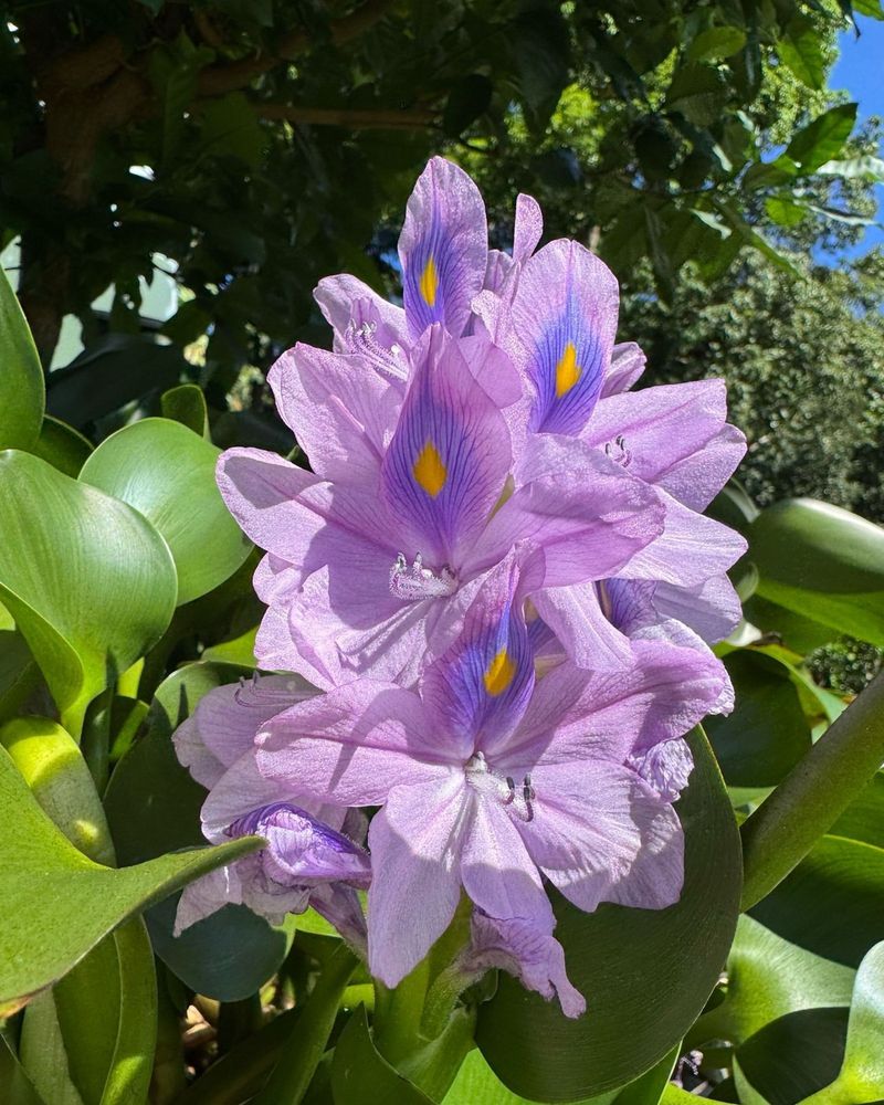 Water Hyacinth (Eichhornia crassipes)