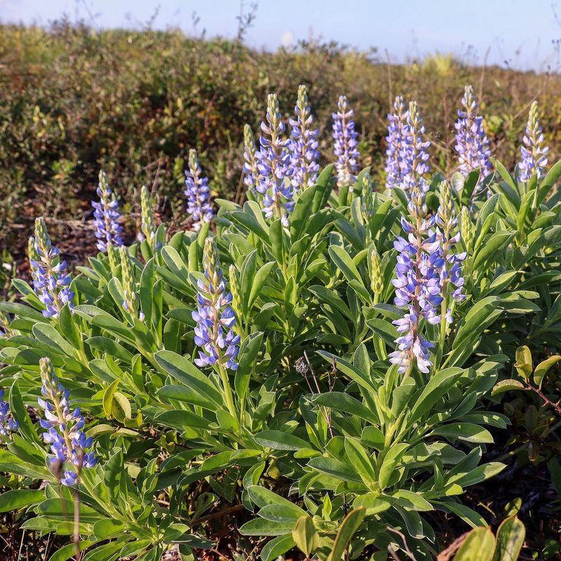 Lupine