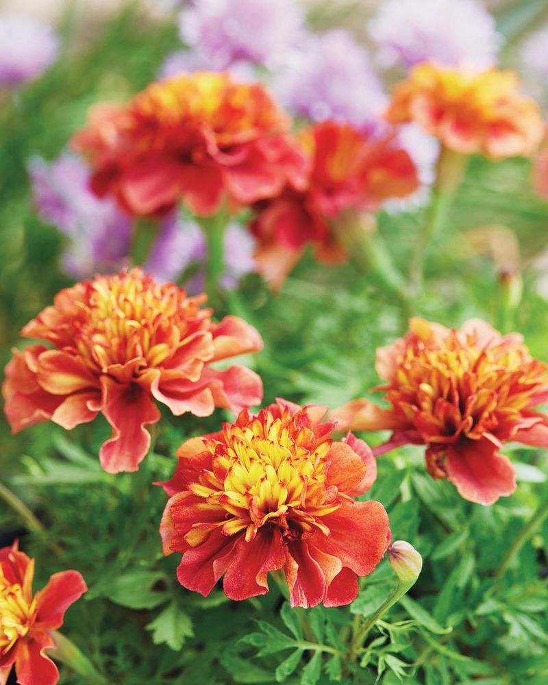 Marigold