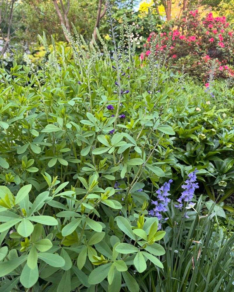 Baptisia (False Indigo)