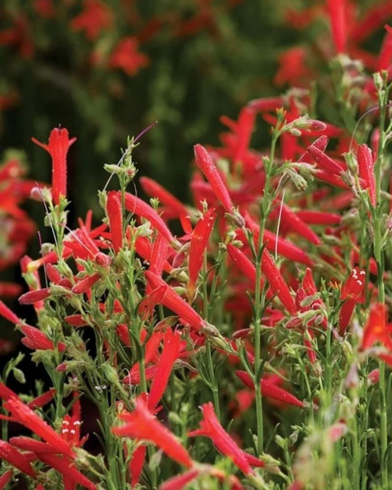 Pineleaf Penstemon