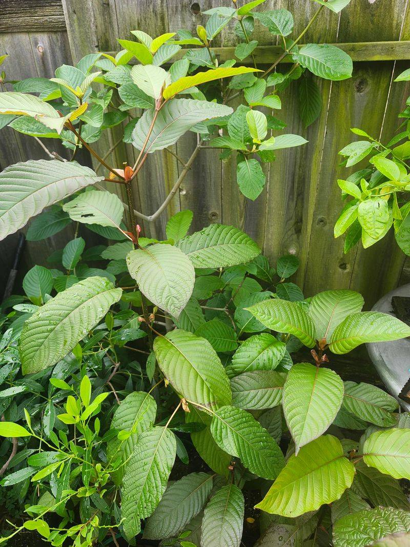 Kratom