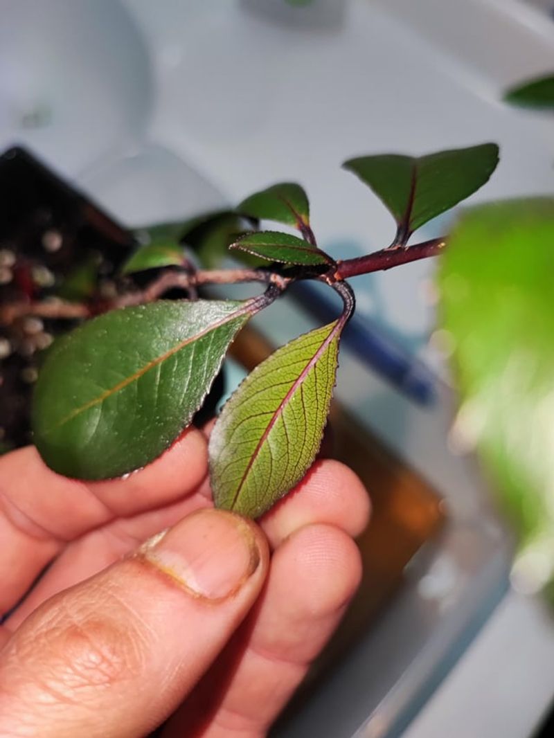 Why Khat Is Prohibited