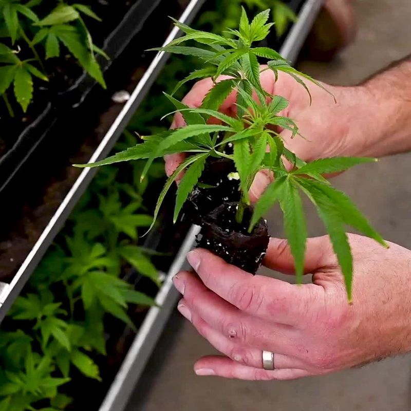 Certain Hemp Varieties