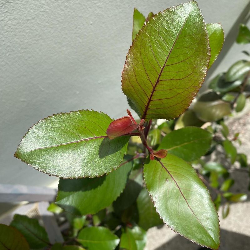 Khat