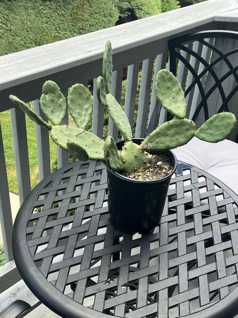 Prickly Pear Cactus