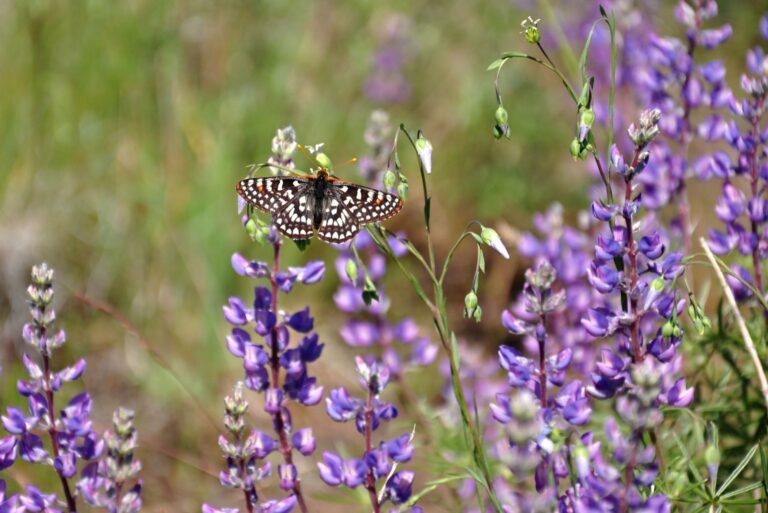 butterfly on a lupiine plant flower (featured image)