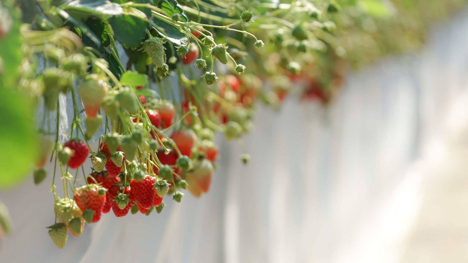 strawberies in a hanging basket