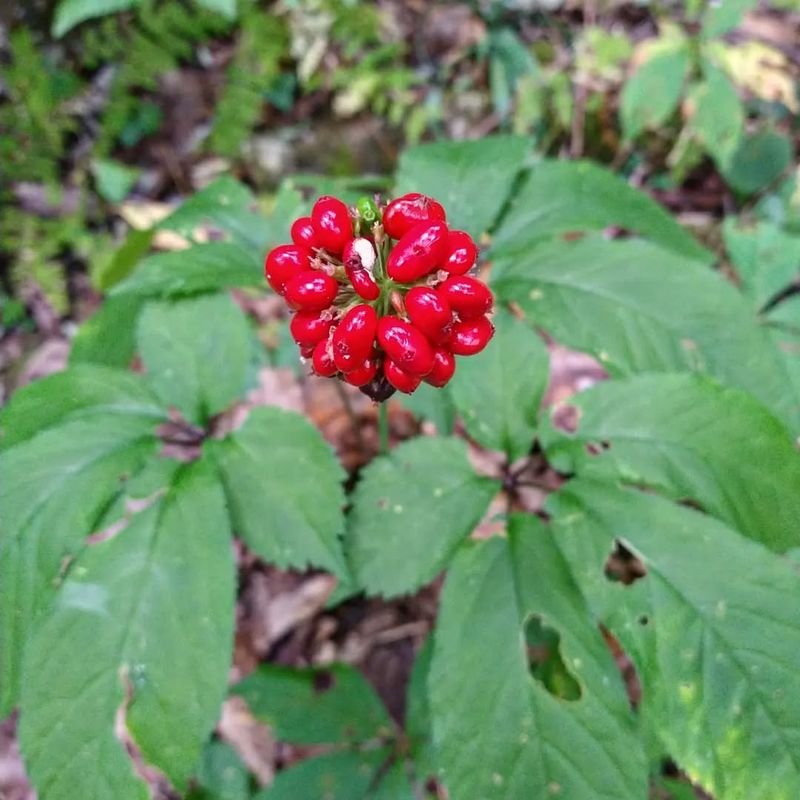 Wild American Ginseng