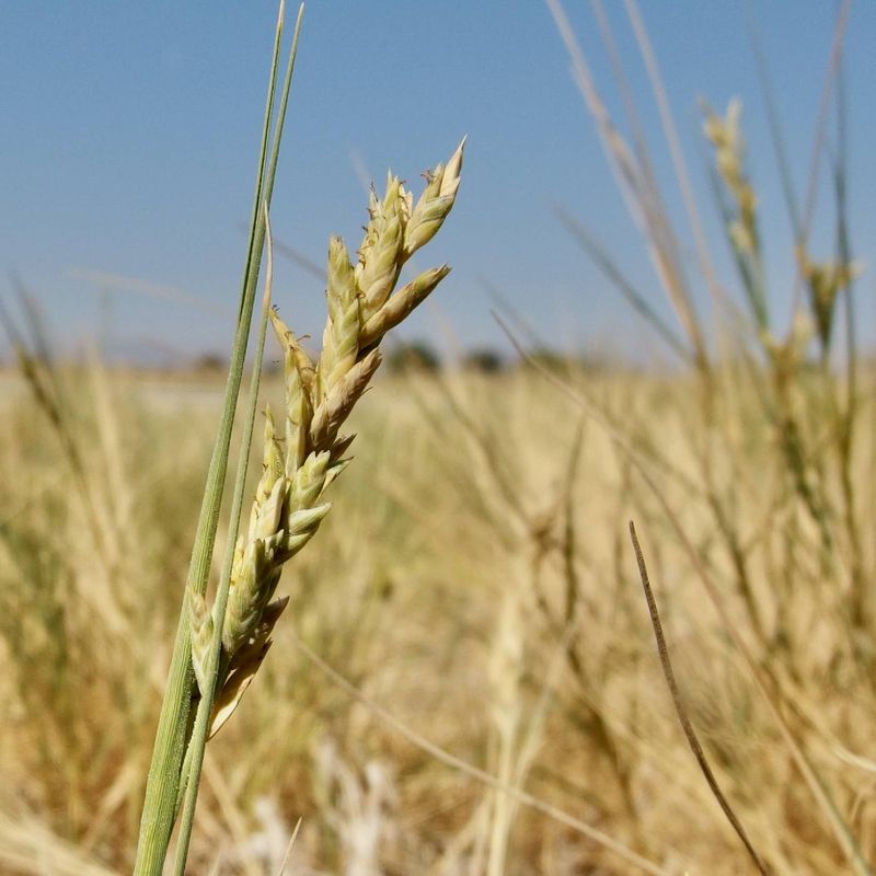 Inland Saltgrass Masters Challenging Soils