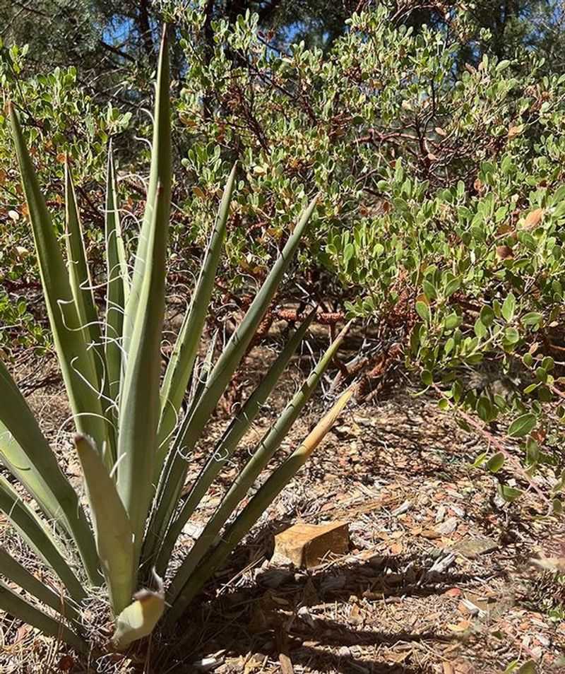 Banana Yucca