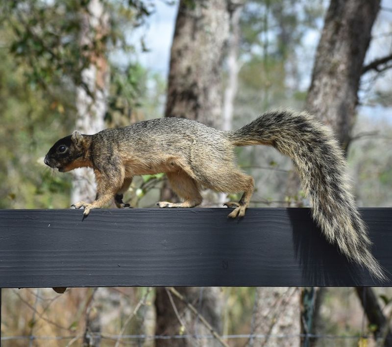 Sherman's Fox Squirrel