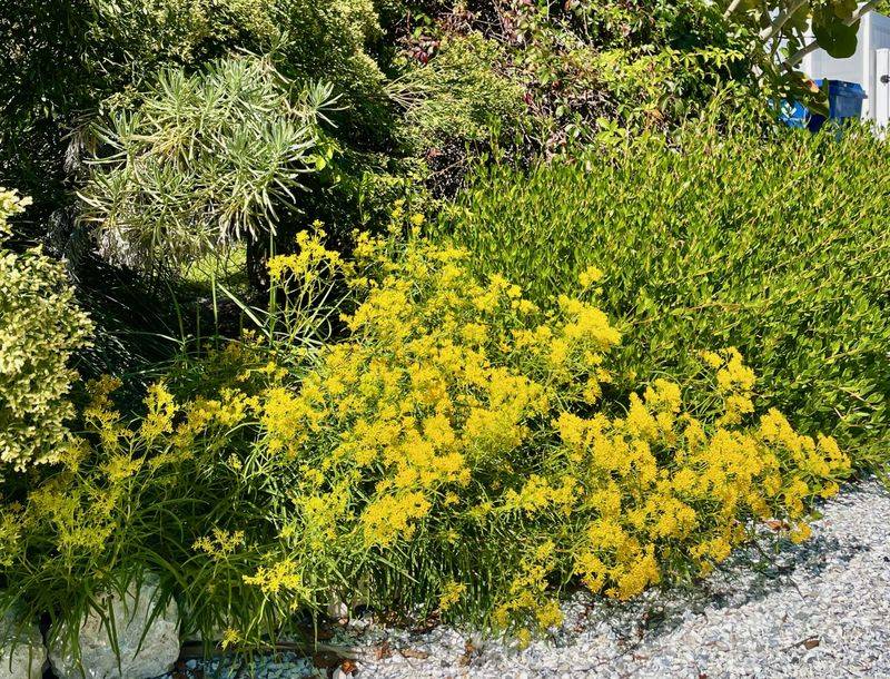 Drought-Tolerant Native Plant Areas