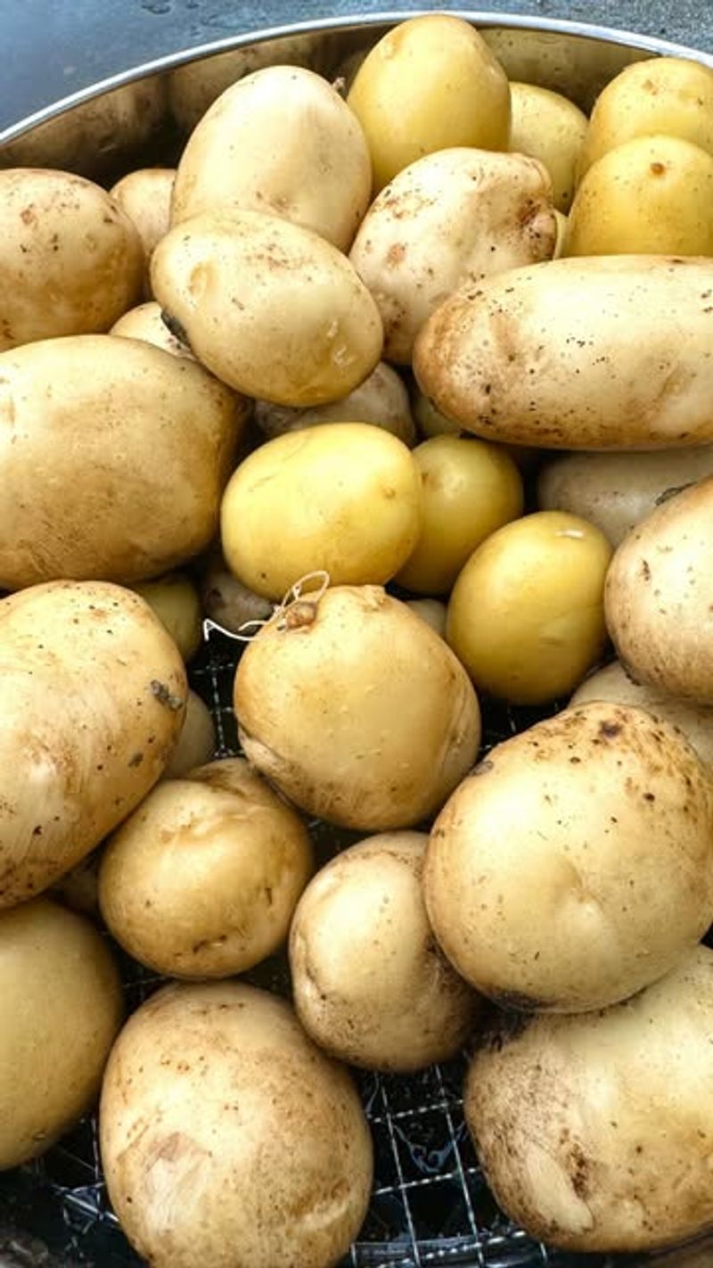 Harvest Mature Vegetables Promptly