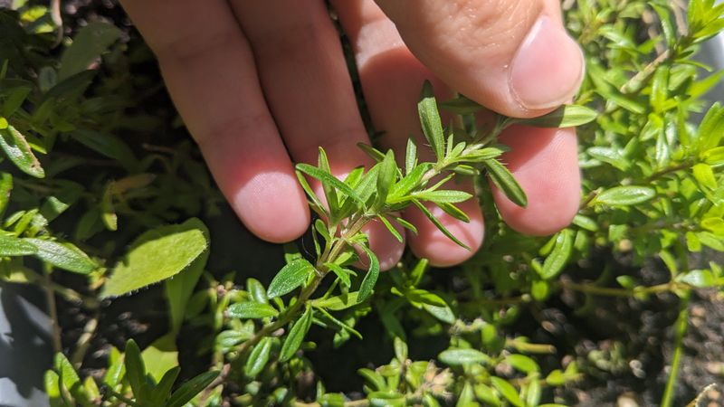 Winter Savory: Tiny-Leaved Powerhouse