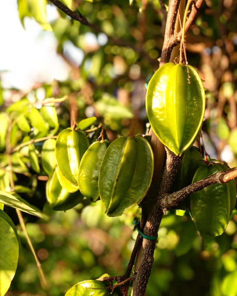 Starfruit: Celestial Beauty In Sandy Soil