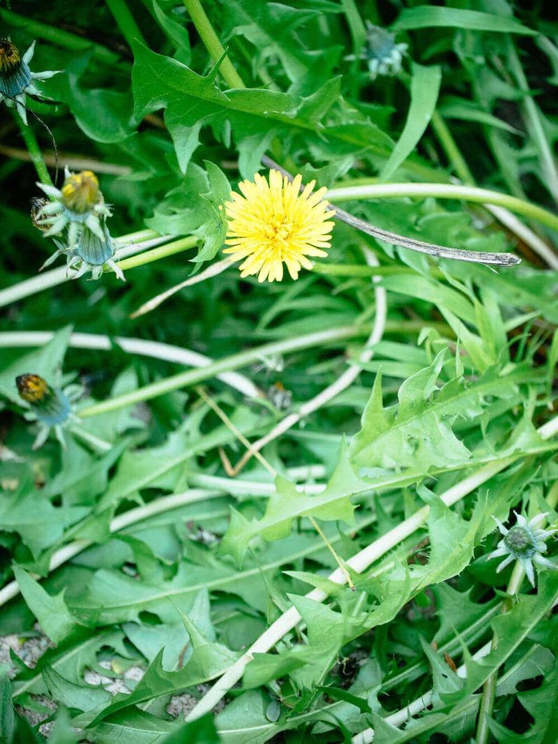 Dandelion Greens: Backyard Bounty