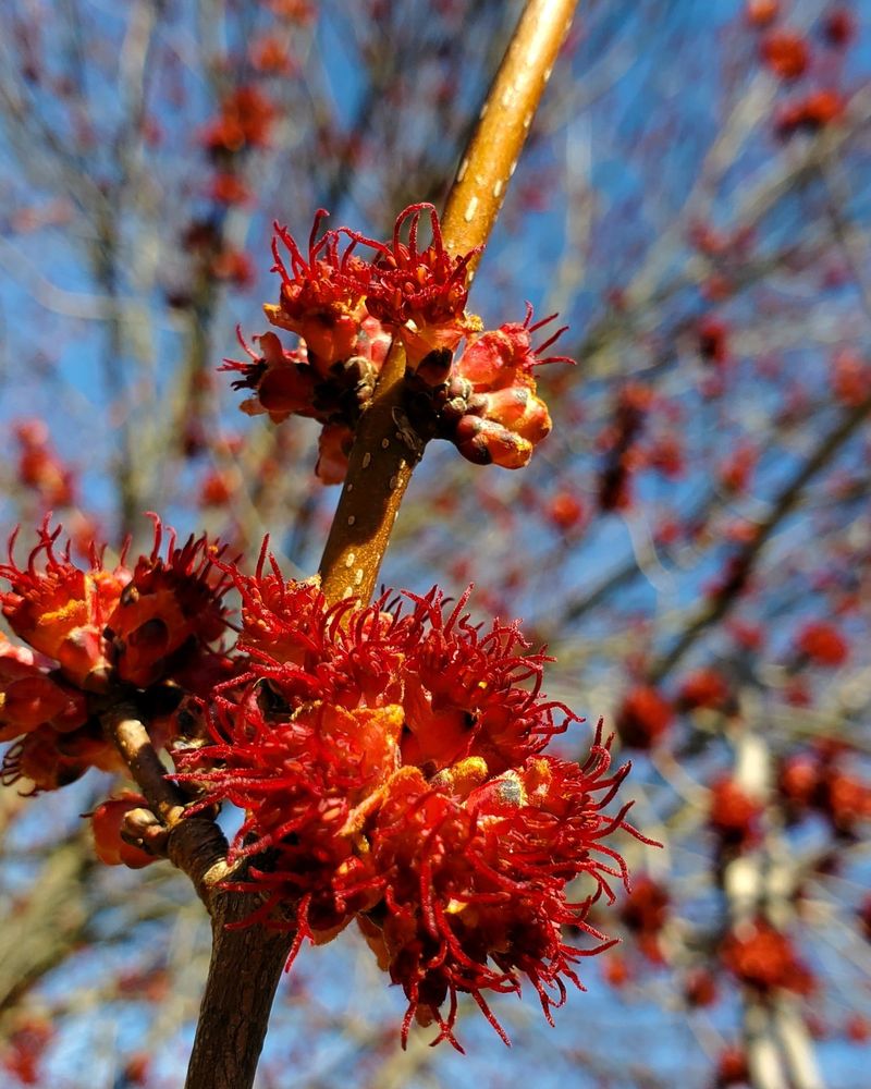 Red Maple For Early Spring Buds