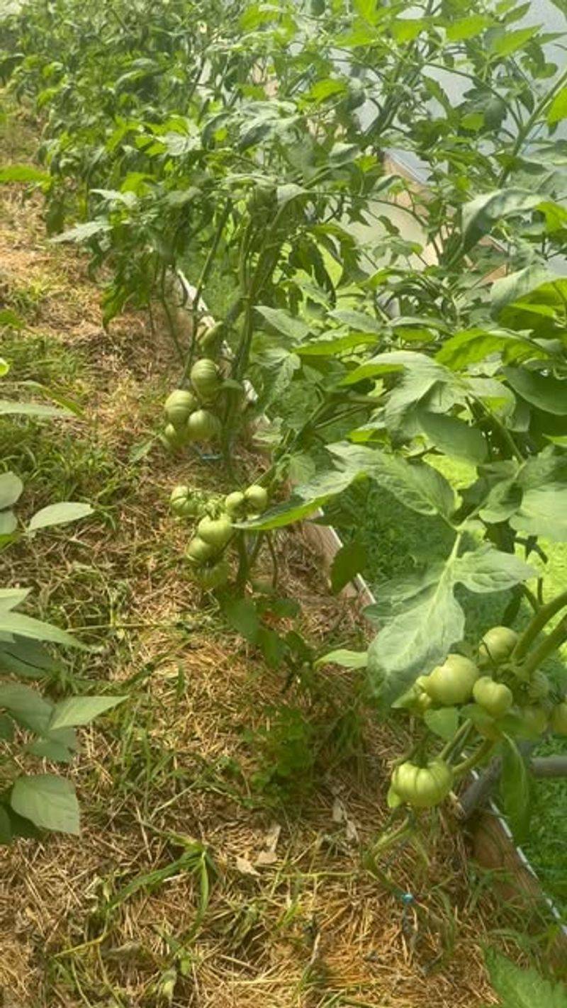 Employ High Tunnels