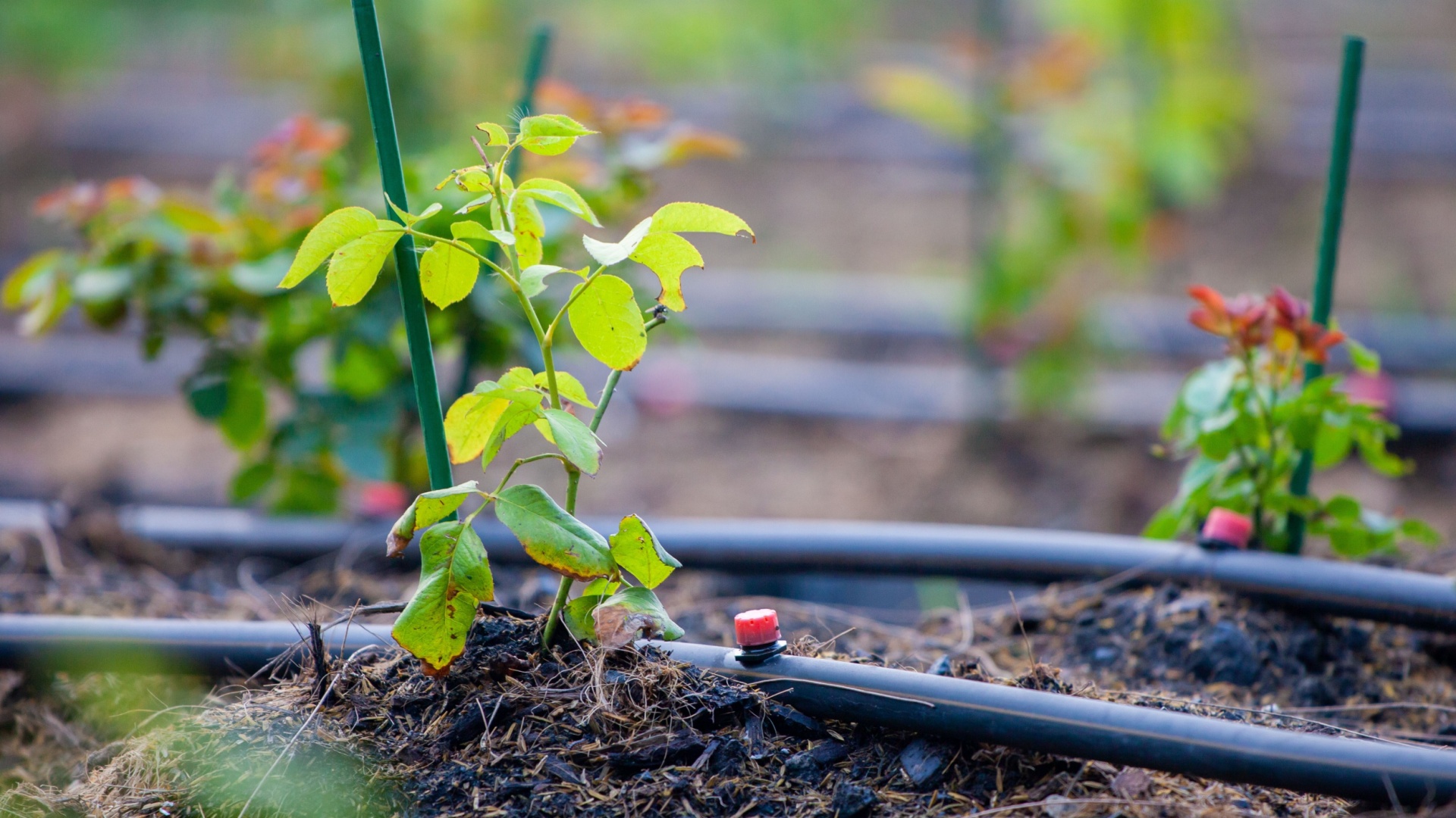 Save Water In August In Nevada With Drip Irrigation