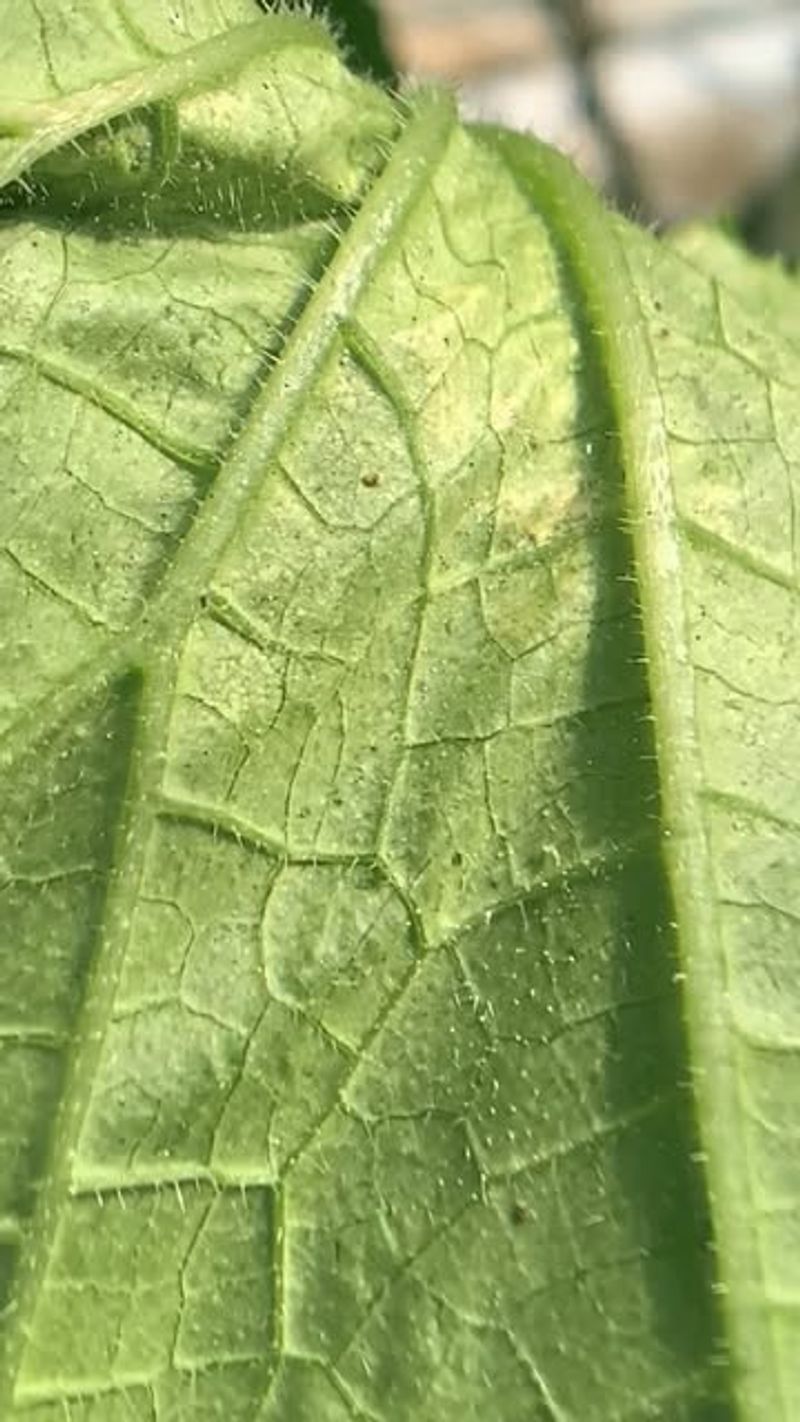 Spider Mites