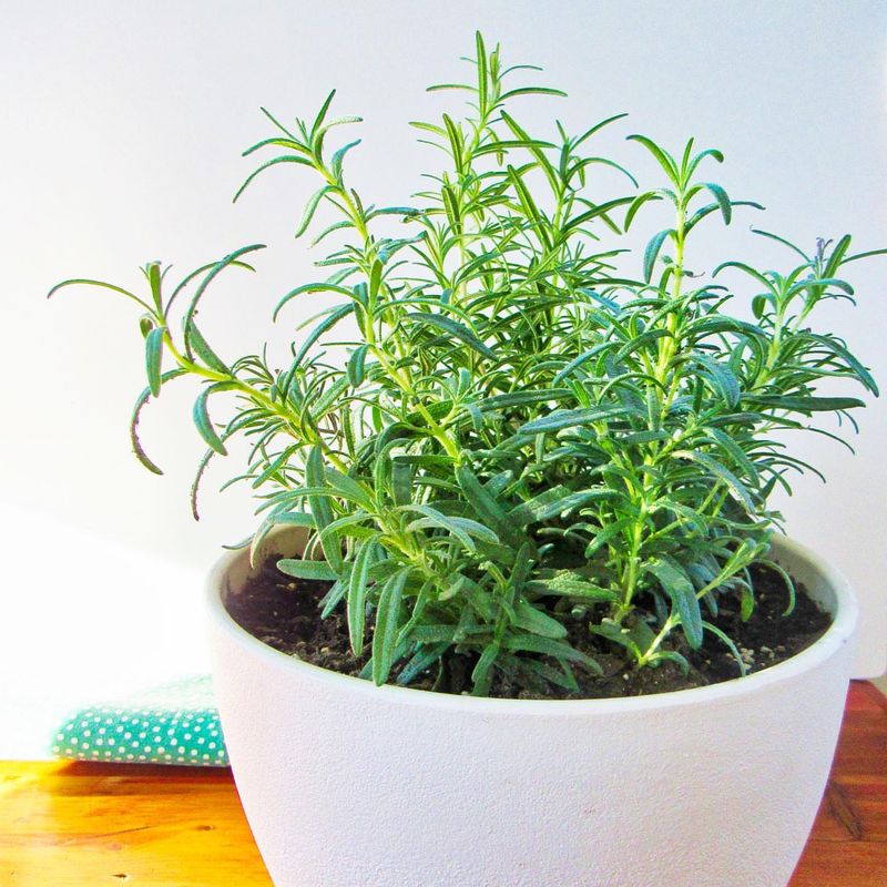 Rosemary: Mediterranean Flair for Cajun Cooking