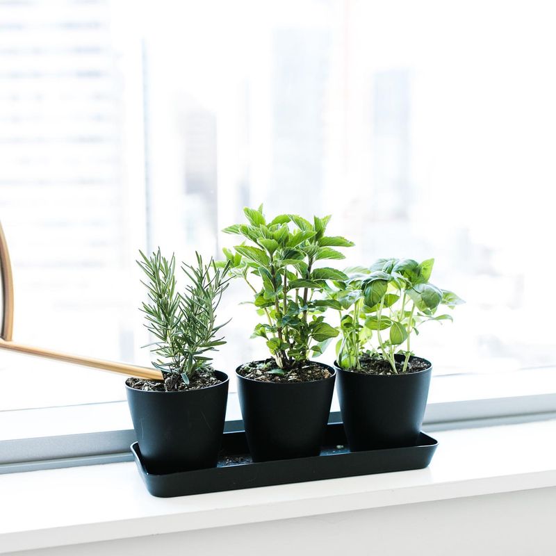 Herbs