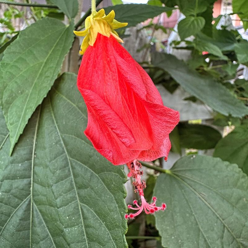 Turk's Cap