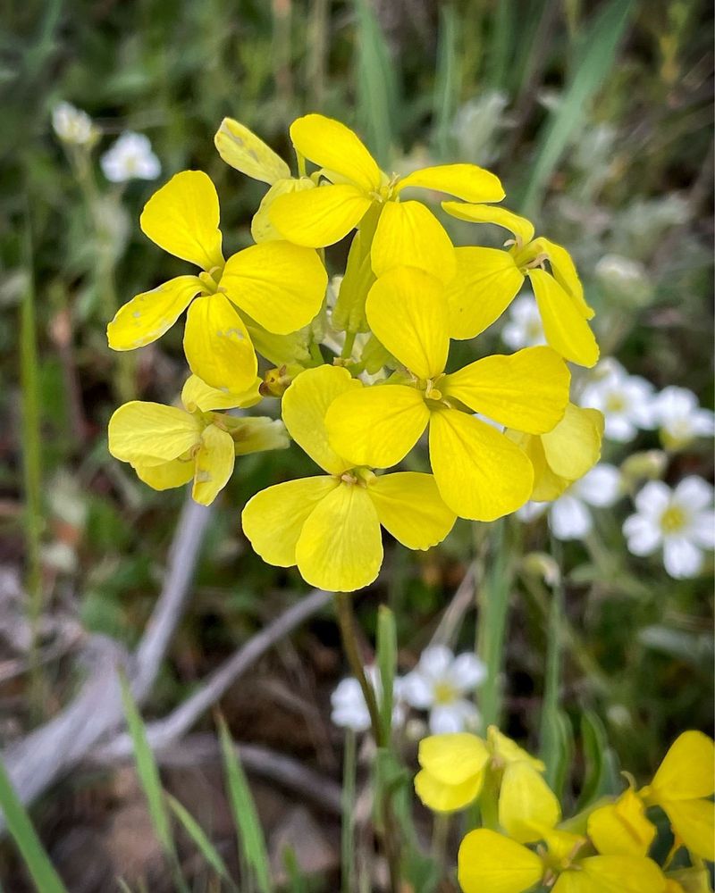 Western Wallflower