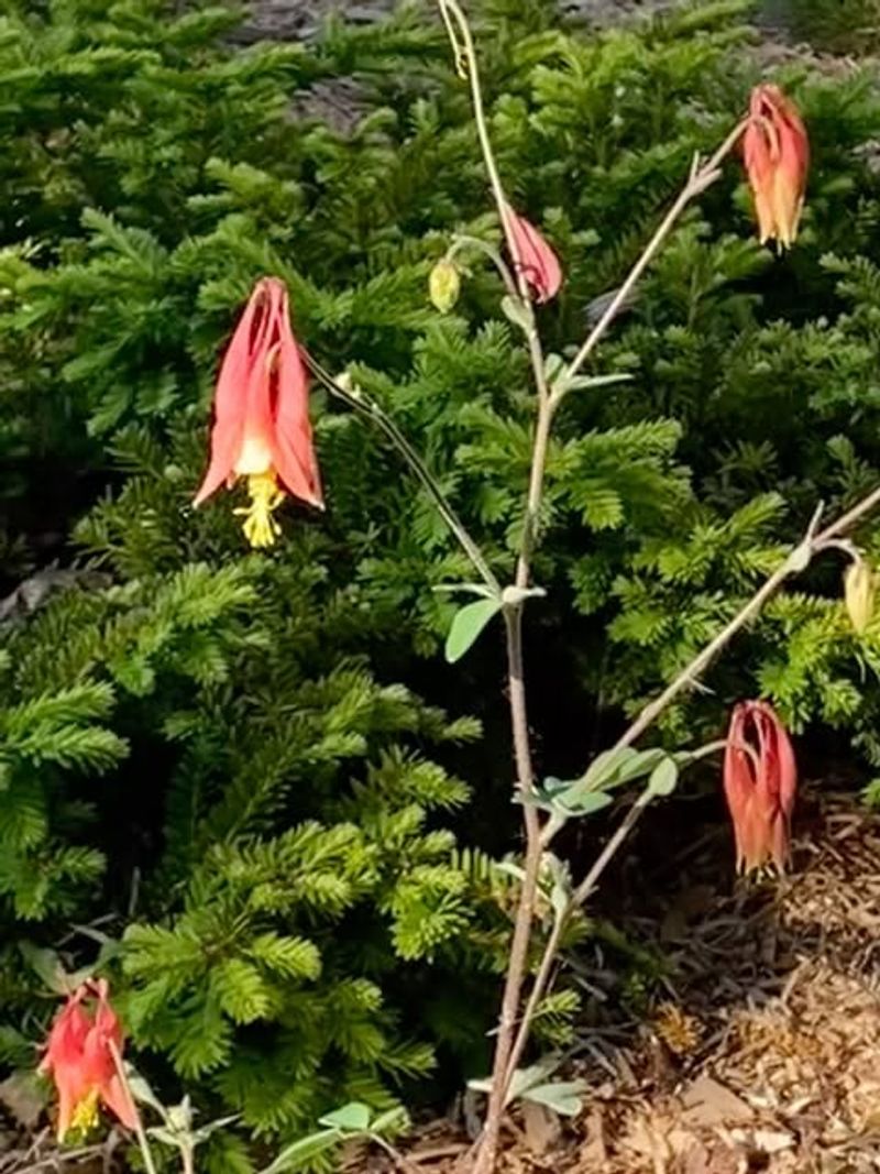 Wild Columbine's Dangling Lanterns