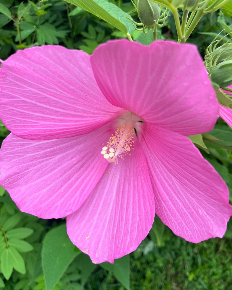 Swamp Hibiscus (Hibiscus moscheutos)