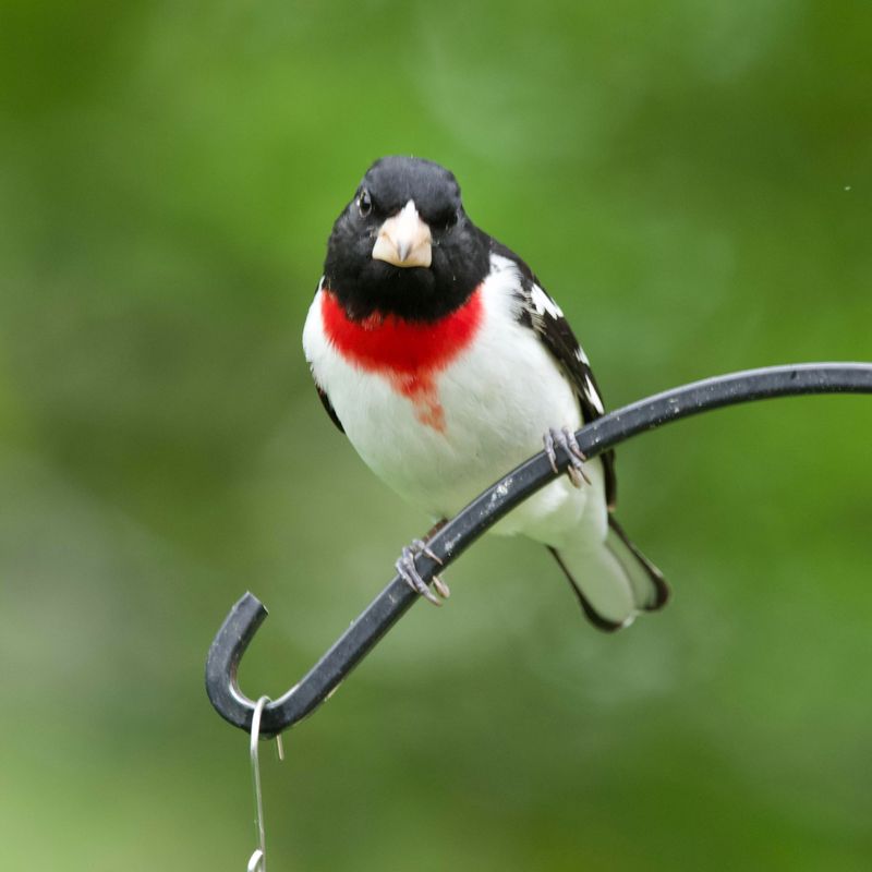 Rose-breasted Grosbeak