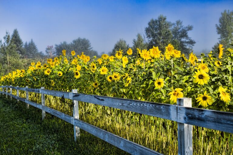 sunflower field vermont