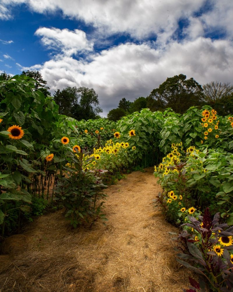 Middlebury's Sunflower Paradise