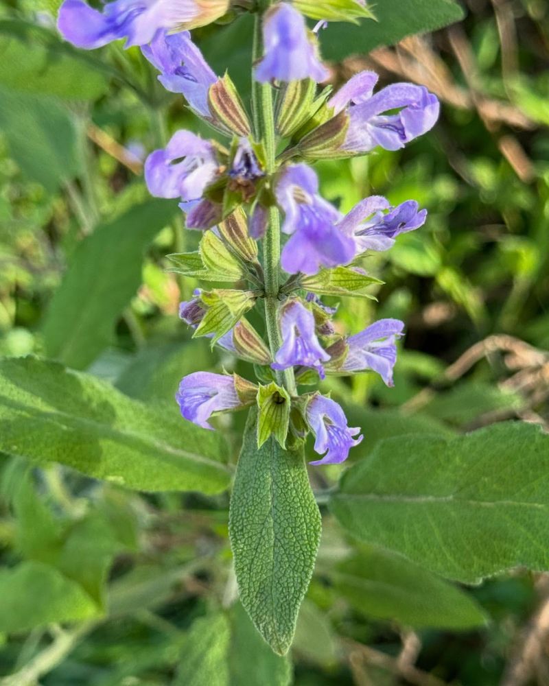 Woody Sage
