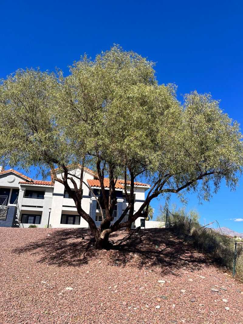 Directing Greywater To Shade Trees For Cooling Benefits