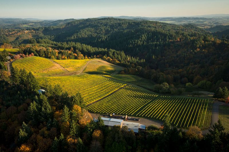 Carlton's Vineyard-Adjacent Food Forest
