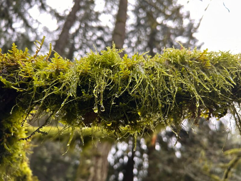 Volunteer Stewardship Keeps Tree Legacy Growing