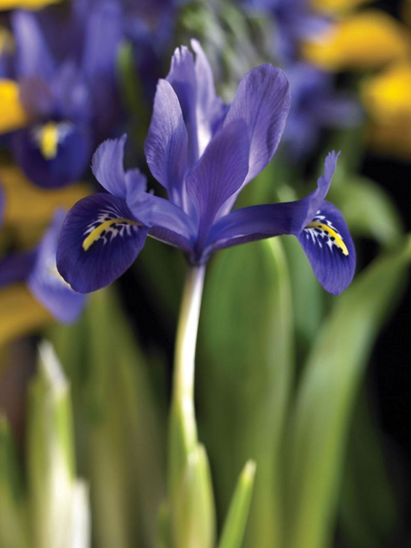 Iris Reticulata: Early Miniature Iris Magic