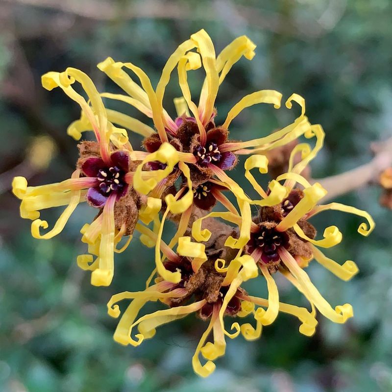 Witch Hazel
