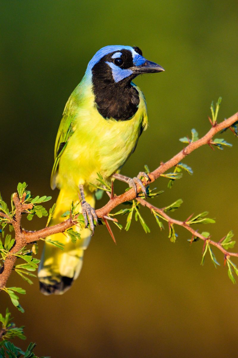 Green Jay