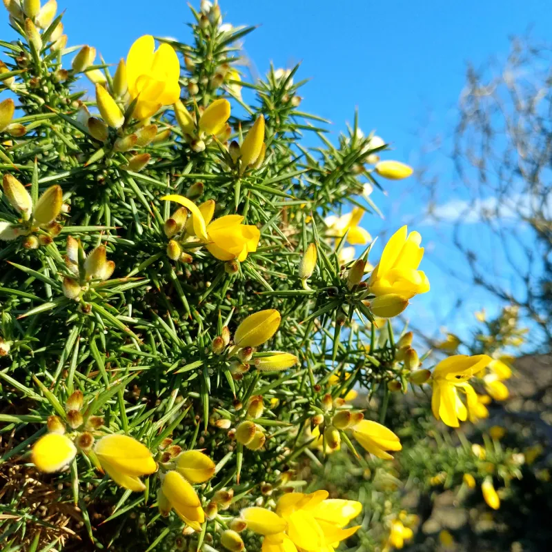 Gorse