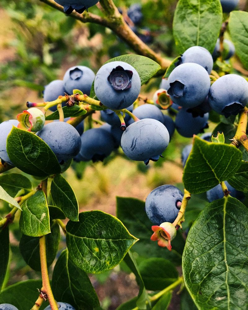 Blueberry Bushes For Edible Landscaping
