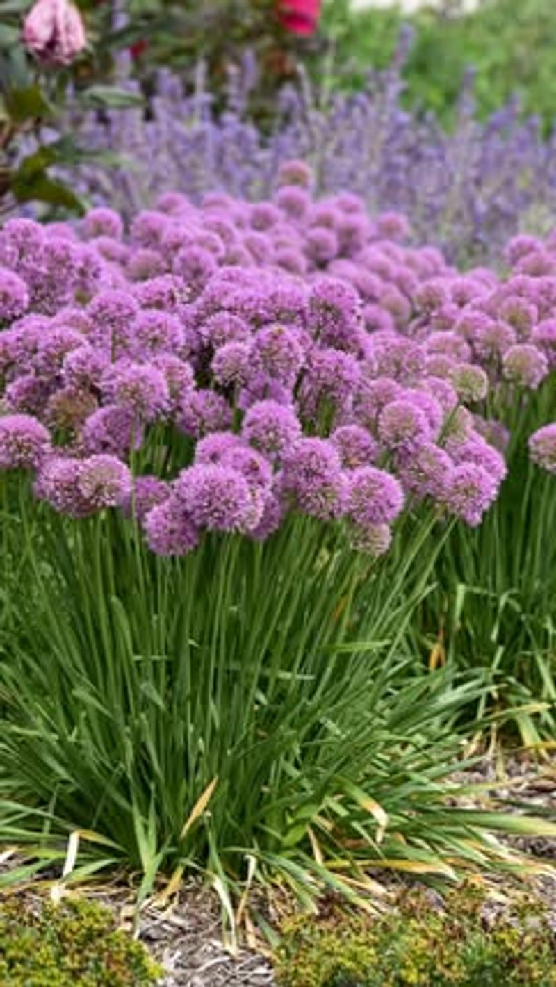 Ornamental Onion (Allium)