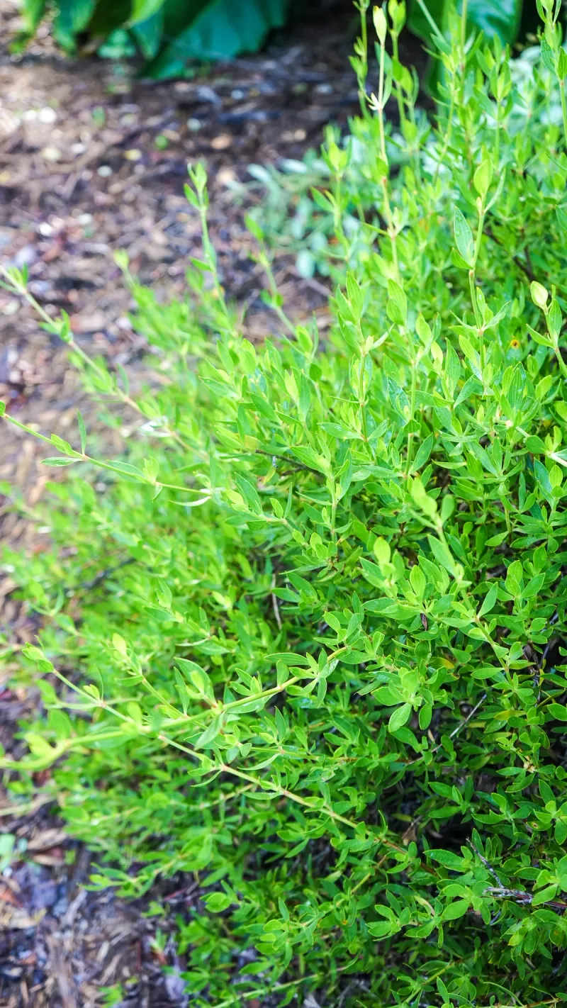 Golden Creeper For Mixed Planting Beds