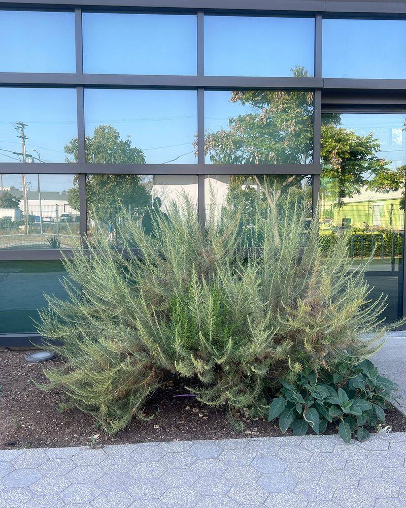 California Sagebrush (Artemisia californica)